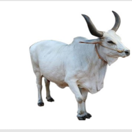 obaj