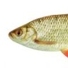edepedt